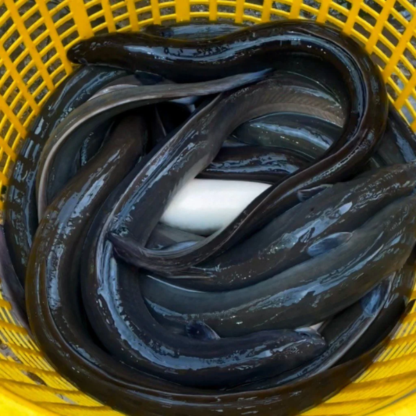 Cá chình đen giá sỉ