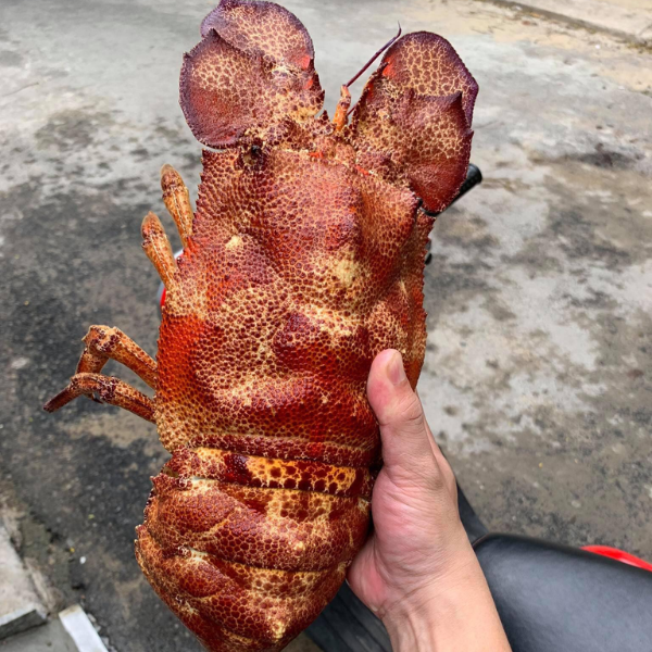 Tôm mũ ni sừng giá sỉ