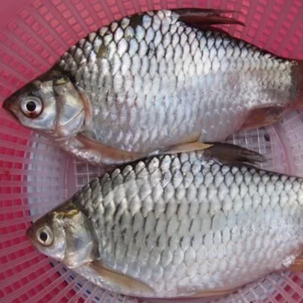 cá mè dinh chất lượng